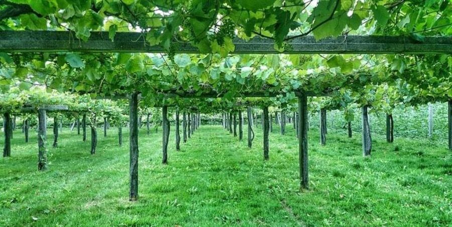 From Santiago: Rías Baixas Galicia Seafood & Wine Day Tour - Combarro’s stone lanes and raised granaries