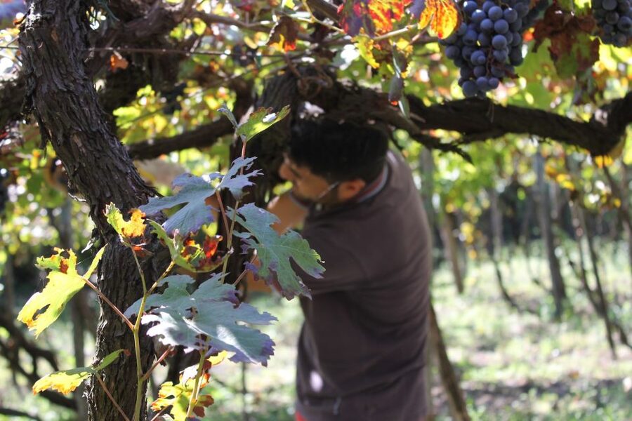 From Sorrento: Full-Day Pompeii & Wine Tasting Tour - Why this Sorrento day trip works so well