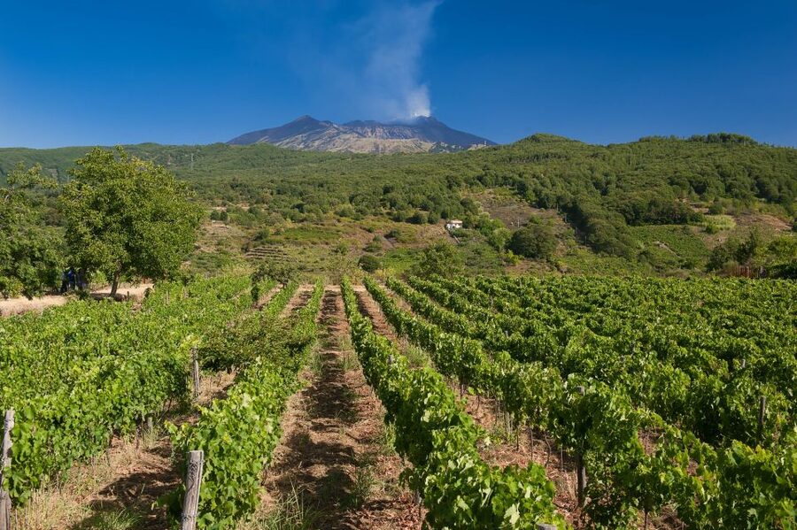 From Taormina: Private 3 Etna Wineries with Food & Wine - Who Will Enjoy This Etna Tour Most?