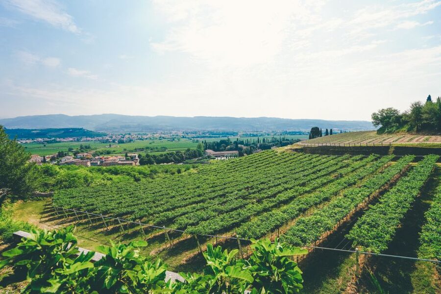 From Verona: Valpolicella and Amarone Wine Tasting Tour - What you learn about Amarone and Ripasso