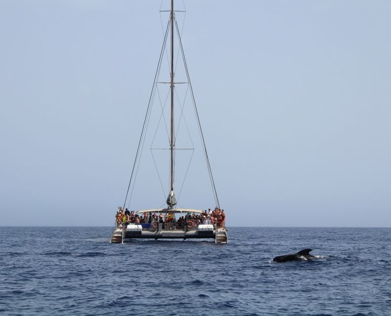 Fuerteventura: Magic Catamaran Trip with Food and Drinks - Quick highlights