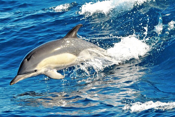 Fuerteventura: Magic Select Catamaran Trip with Food & Drinks - Who will enjoy this catamaran trip most?