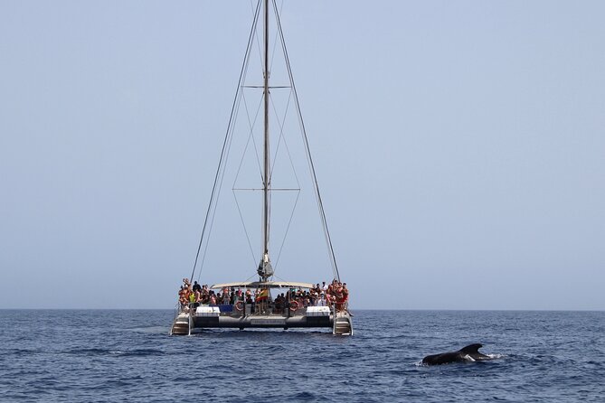 Fuerteventura: Magic Select Catamaran Trip with Food & Drinks - Should you book the Magic Select?
