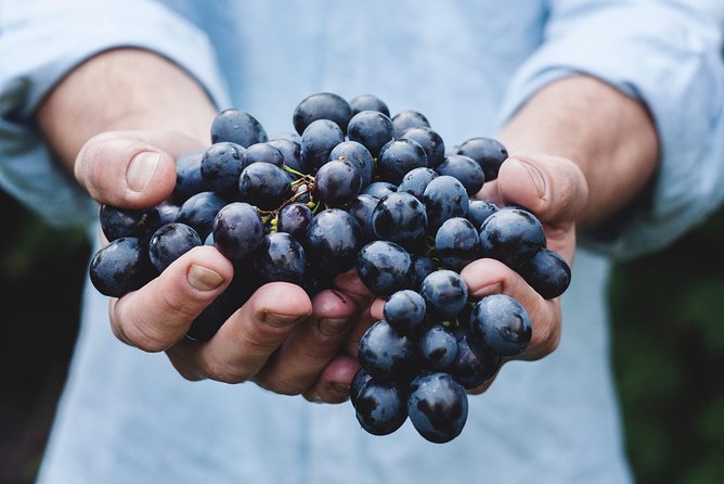Full-Day Stellenbosch, Franschhoek and Paarl Wine Tasting Tour from Cape Town - What the guide adds to the day
