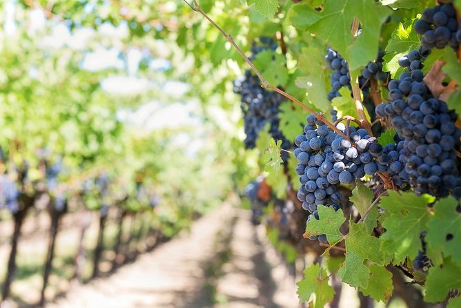 Full-Day Stellenbosch, Franschhoek and Paarl Wine Tasting Tour from Cape Town - Is $101.22 good value?