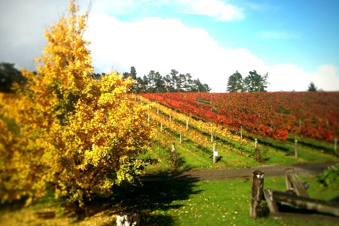 Full-Day Wine Tasting Tour in Auckland with 3-Course Vineyard Lunch - The guide can add more than wine facts