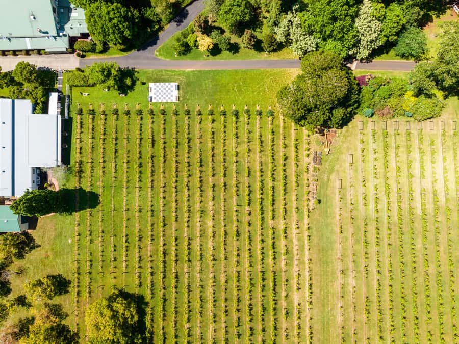 Gold Coast: Premium Wine Tour with Gourmet Lunch - Family wineries and guided tastings