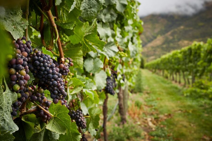 Gourmet Food and Wine Tour with Lunch and Wine Tastings - Price, pacing, and what is included