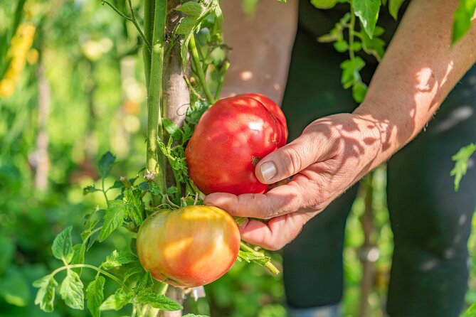 Hands-On Pizza Making Class & Farmhouse Tour with Sea Views - The garden tour puts pizza in context
