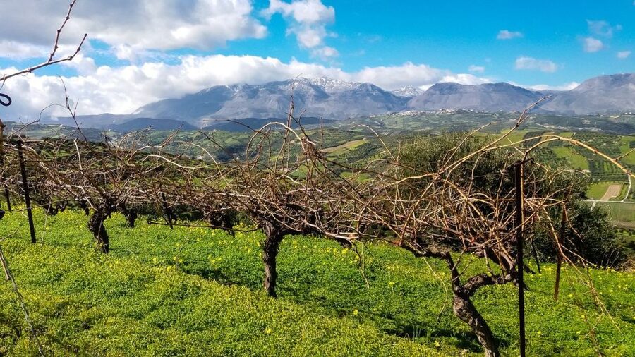Heraklion: Cretan Wine Tasting Tour & Gourmet Lunch - What the $194 price really covers