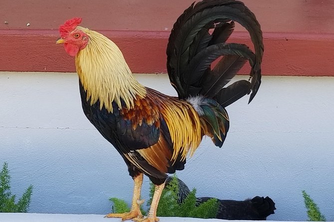 Historic Ybor City Food Walking Tour - Walking conditions, weather, and comfort