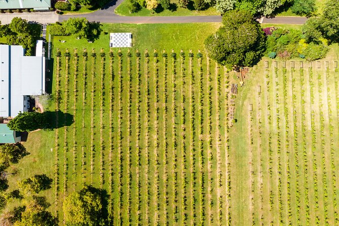 Hop on Hop off Wine tasting tour to Tamborine Mountain - Lunch on Tamborine Mountain costs extra