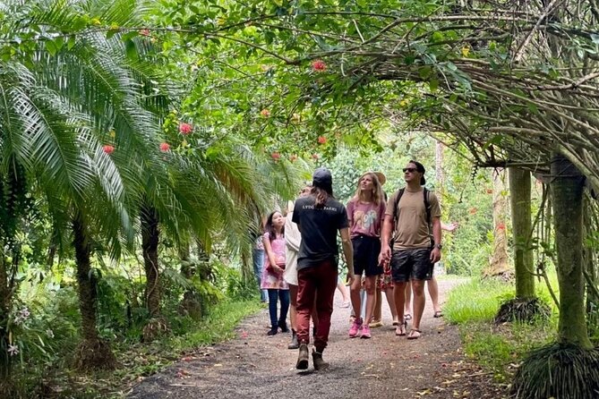 Kauai Chocolate Farm Tasting Tour - Meeting the cacao tree and fruit