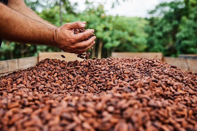 Kauai Chocolate Farm Tasting Tour - Following cacao from seed to bar
