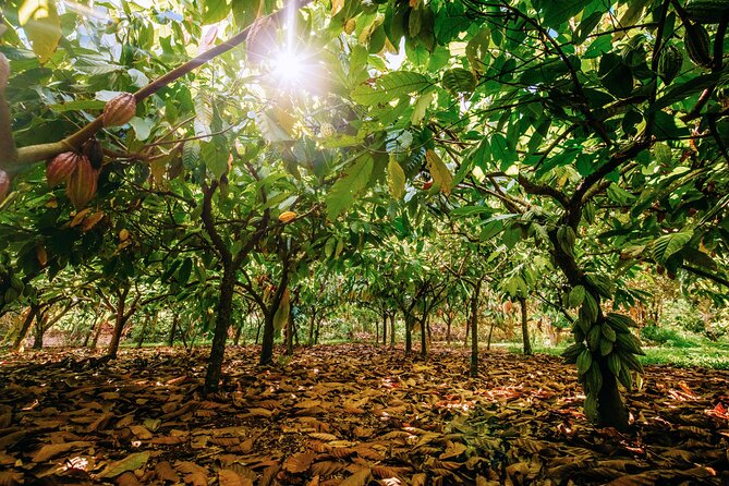 Kauai Chocolate Farm Tasting Tour - Who will enjoy this tour most