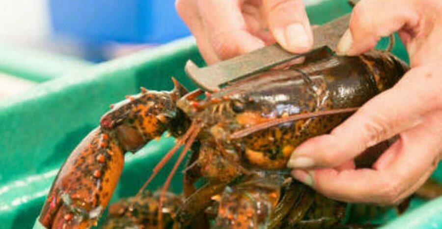 Kennebunkport, Maine: Lunchtime Culinary Walking Tour - Meeting Shopkeepers and Food Artisans