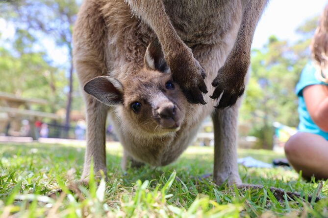 Luxury Hunter Valley Wildlife & Wine Tasting Tour from Sydney - Two boutique wineries in the Hunter Valley