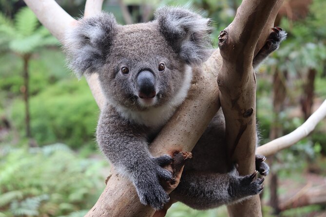 Luxury Hunter Valley Wildlife & Wine Tasting Tour from Sydney - The real price and what you receive