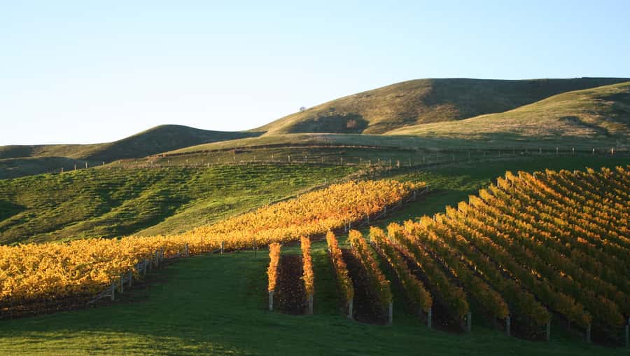 Marlborough: Full-Day Wine and Seafood Tour with Cruise - First winery: an easy introduction to Marlborough wine