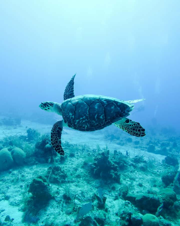 Mauritius: Snorkeling with Turtles & Port Louis Street Food - Why this combination works so well