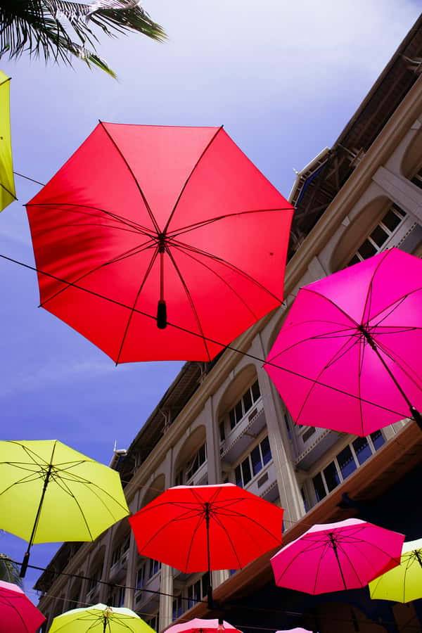 Mauritius: Snorkeling with Turtles & Port Louis Street Food - What you may see beneath the water