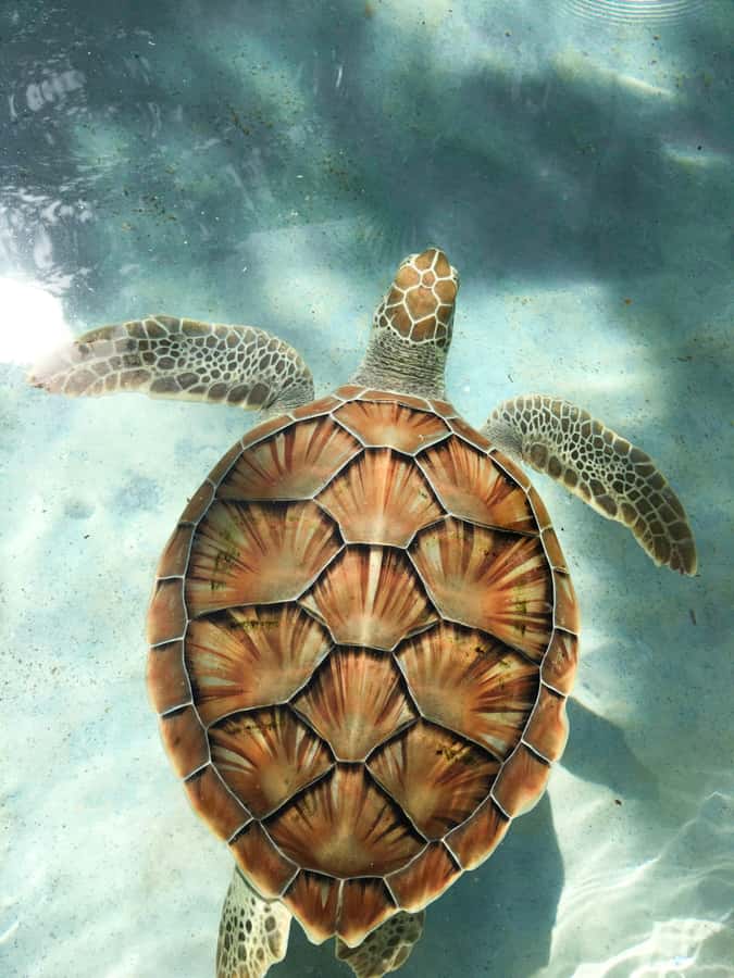Mauritius: Snorkeling with Turtles & Port Louis Street Food - Leaving Trou aux Biches Beach by boat