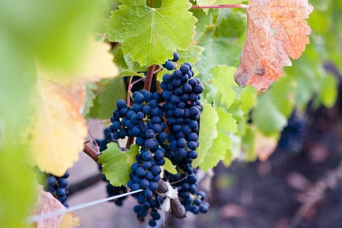 Mt Etna and Wine tasting tour from Catania - Walking Mount Etna at about 2,000 meters