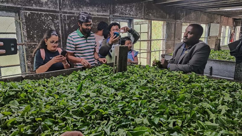 Munnar: Tea trail, Tea Factory, and Tea Tasting Tour - Five useful things to know before you go