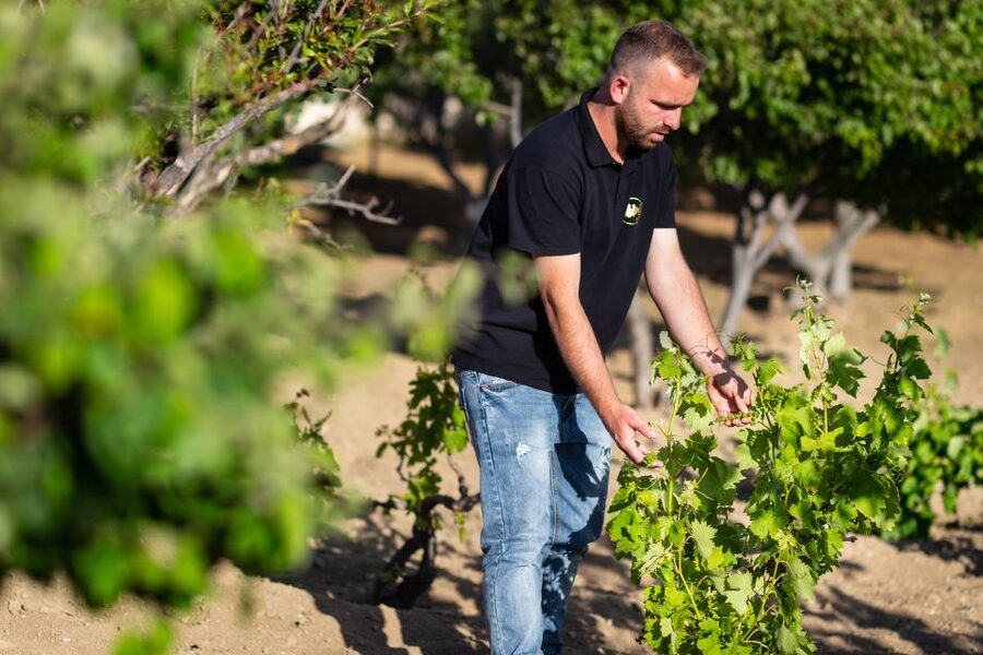 Mykonos: Winery Vineyard Experience with Food & Wine Tasting - Arriving at a working family farm