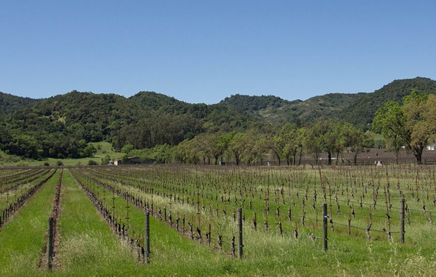 Napa Valley: Wine Tasting Tour by Open Air Trolley & Lunch - Guides Paul, Richard, and Dennis set the tone