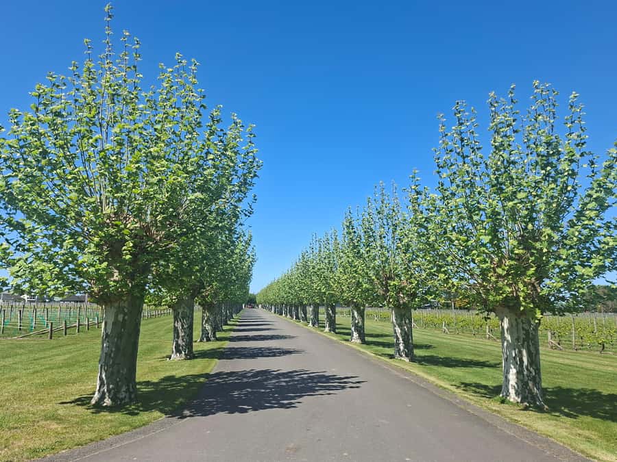 Napier: Afternoon Winery & Gin Tasting Tour Thu Fri Sat - Askerne Estate and the New Zealand cheeseboard