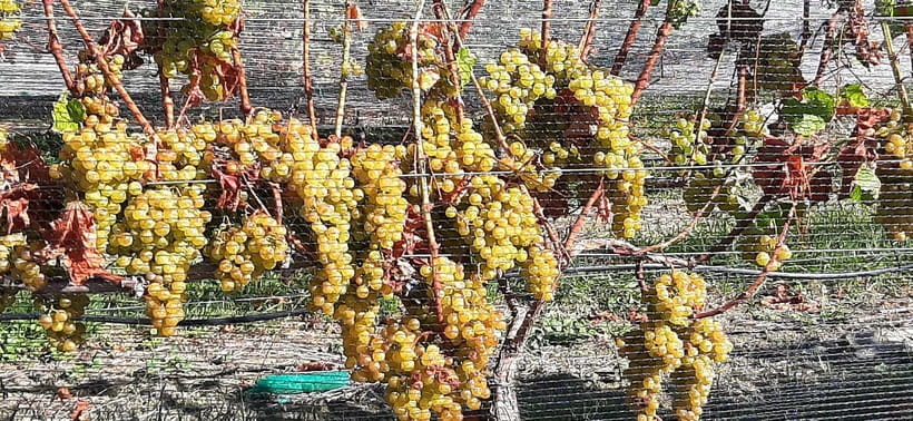 Napier: Winery + Gin Tasting Tour with Lunch Thu Fri Sat - Why this Napier tasting tour works well