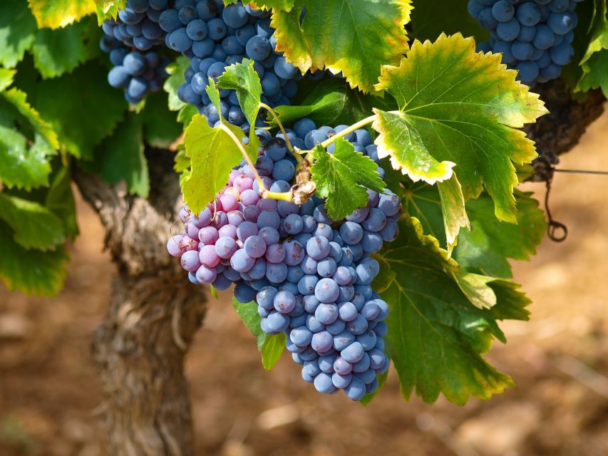Nice: Half-Day Saint Paul de Vence and Wine Tasting Tour - Is $110 a fair price for the half-day?