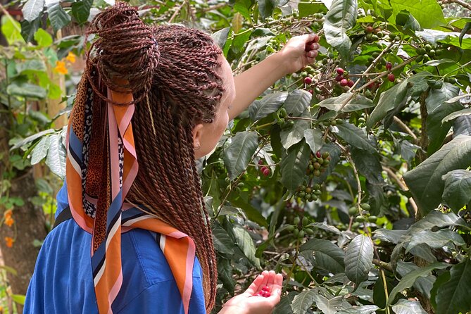 Organic Coffee Tour and Local Food Experience in Arusha - A private setting with a personal guide