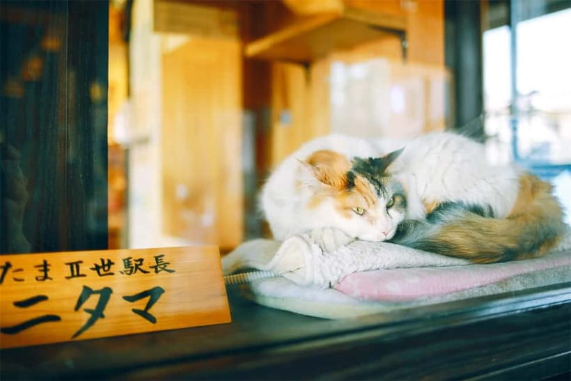 Osaka: Wakayama Cat Train, Seafood market, Hot Springs Tour - The long ride back to Osaka