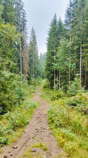 Oslo’s Secret Forest Gastronomy: Private Chef & Local Feast - Who will enjoy this Oslo food tour?