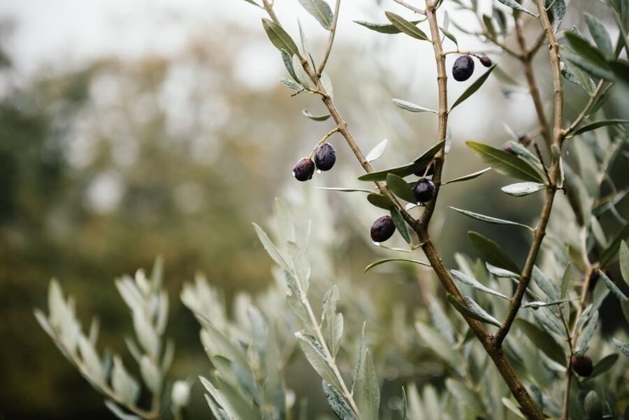 Ostuni: Olive Oil Tasting Tour - Five things to know before you go
