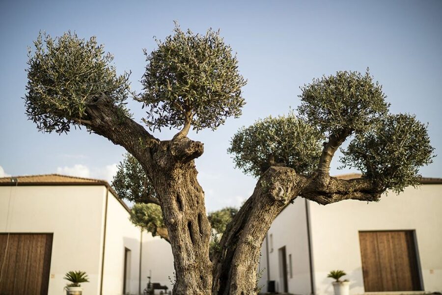 Partinico: Historic Sicilian Vineyard & Wine Tasting Tour - Five things that make this wine visit worthwhile