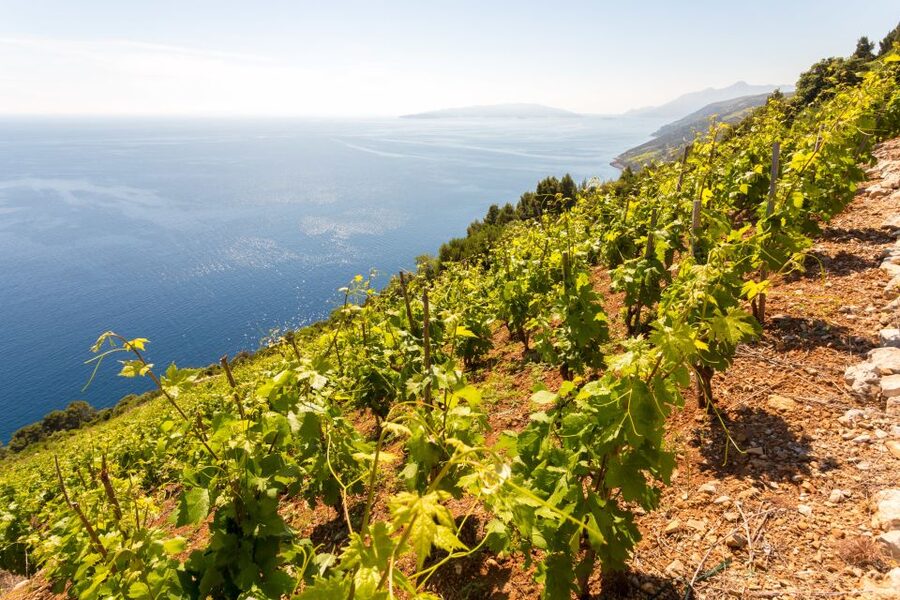 Pelješac Full-Day Wine and Food Tour from Dubrovnik - Why this Pelješac day trip earns attention