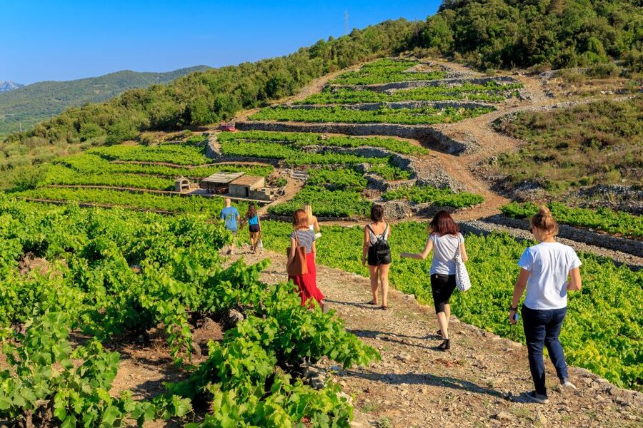 Pelješac Full-Day Wine and Food Tour from Dubrovnik - Timing, limits, and practical details