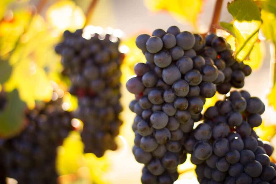 Queenstown: Wine & Food Tour, Scenic Tastings & Paired Lunch - What the $132 price really covers