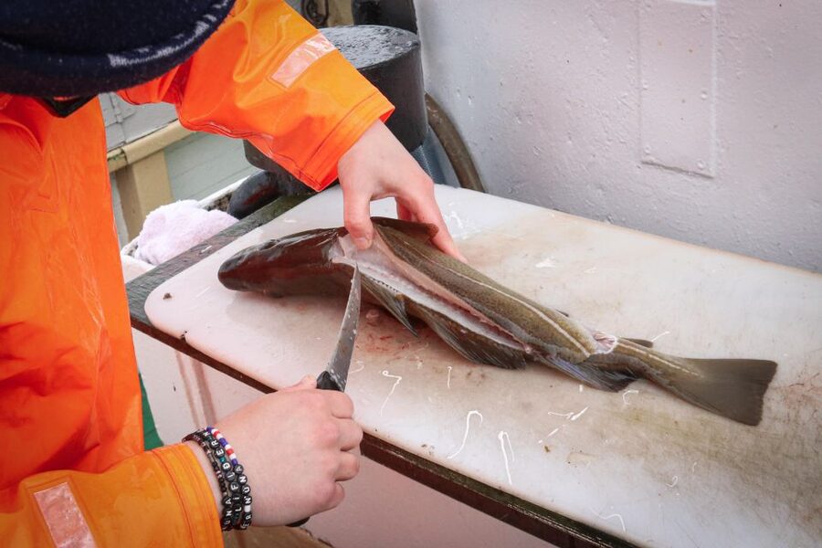 Reykjavik: 3-Hour Sea Angling Gourmet Experience Tour - Working the fishing grounds around Reykjavik