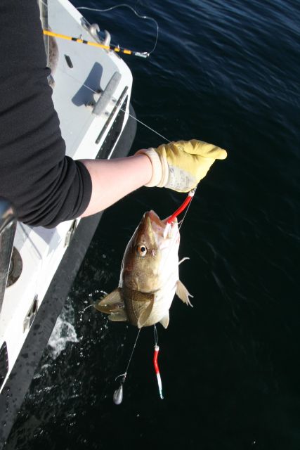 Reykjavik: 3-Hour Sea Angling Gourmet Experience Tour - Who will enjoy this trip most?