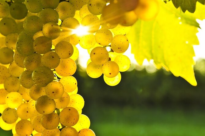 Rhodes Wine & Food Tour: 10 Meal Course Lunch, Wine Tasting, Cooking Class - A countryside day built around the family winery