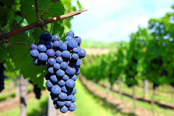 Rhodes Wine & Food Tour: 10 Meal Course Lunch, Wine Tasting, Cooking Class - What the $156.01 price includes