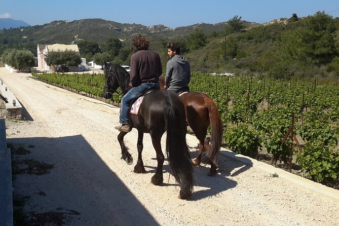 Rhodes Wine & Food Tour: 10 Meal Course Lunch, Wine Tasting, Cooking Class - Walking among the grapes