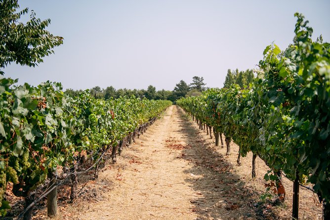 San Francisco Super Saver: Muir Woods & Wine Country w/ optional Gourmet Lunch - Jacuzzi Family Vineyards and an Italian Note