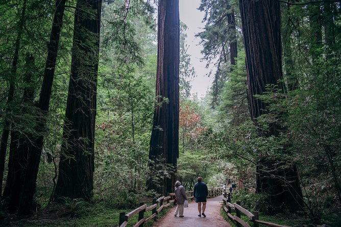 San Francisco Super Saver: Muir Woods & Wine Country w/ optional Gourmet Lunch - The Return to San Francisco and North Vista Point