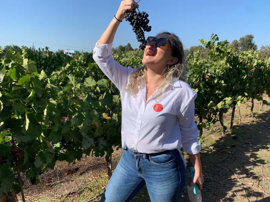 Santiago: Maipo Valley Wine Tasting Tour with 4 Vineyards - Santa Ema brings a polished tasting