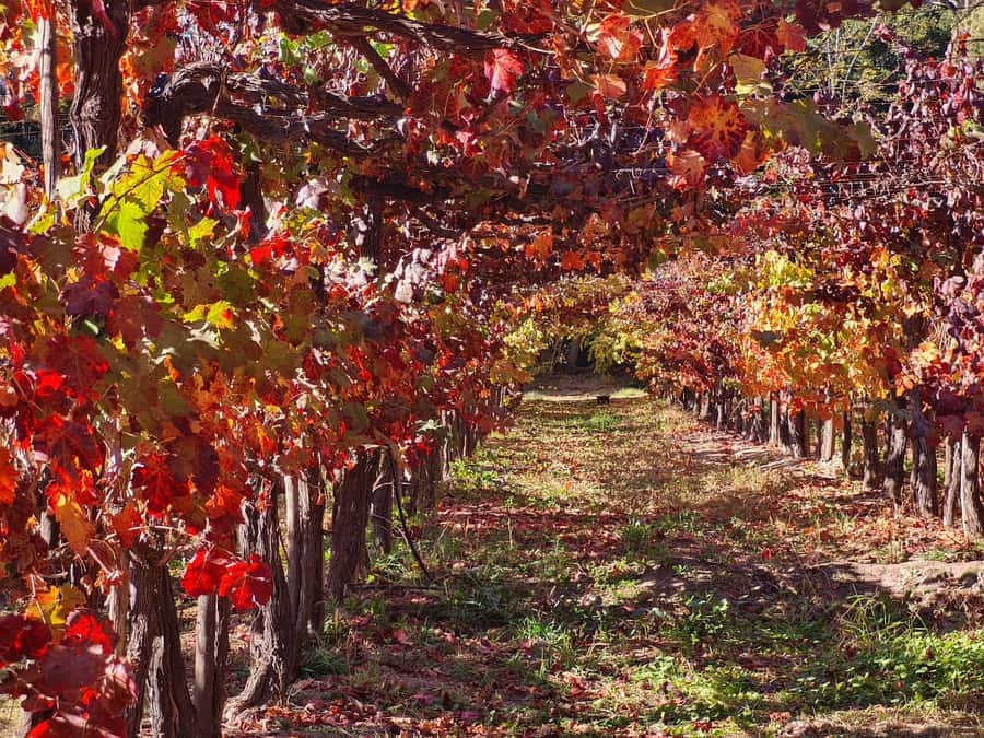 Santiago: Maipo Valley Wine Tasting Tour with 4 Vineyards - What the $134 price really covers